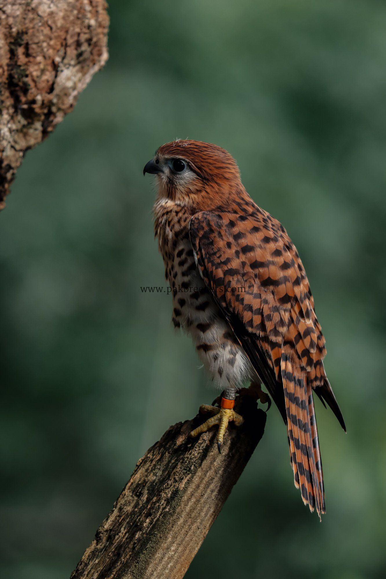 Kestrel Falcon