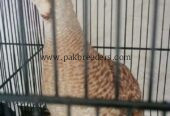 For sale chease bhout acha ha bhout nayab ha Jo Bhai la ga inshallah yad Rakha ga
