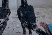 Aseel shamo black male