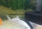 Pure White koi pair