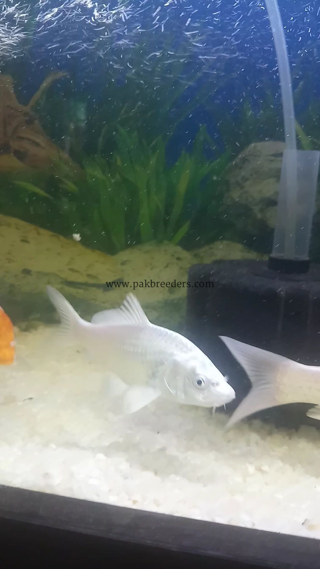 Pure White koi pair