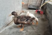 Healthy Duck Pair – Male & Female – 6 Months Old