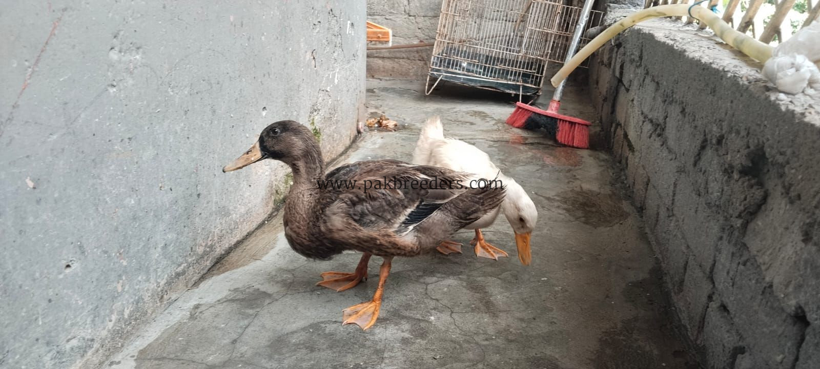 Healthy Duck Pair – Male & Female – 6 Months Old