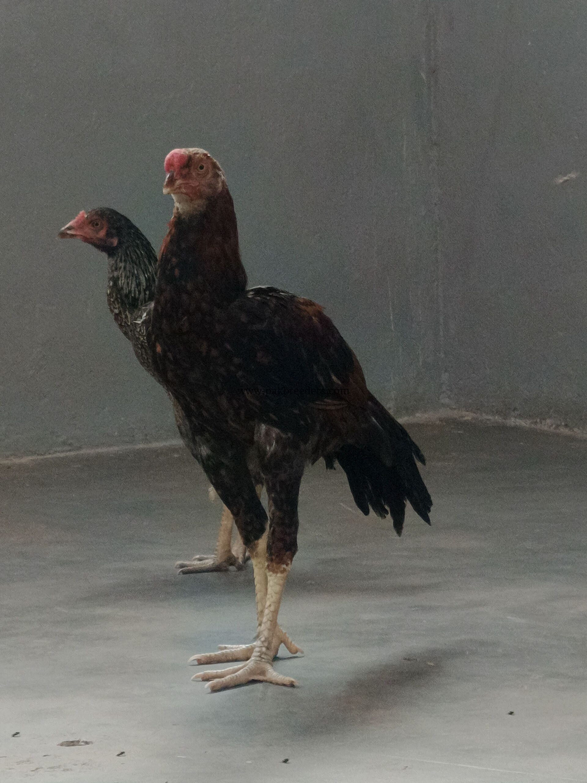 Aseel murgha murghi
