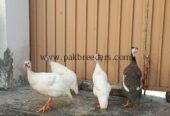 Guinea Fowl (Chakor, Teetri)