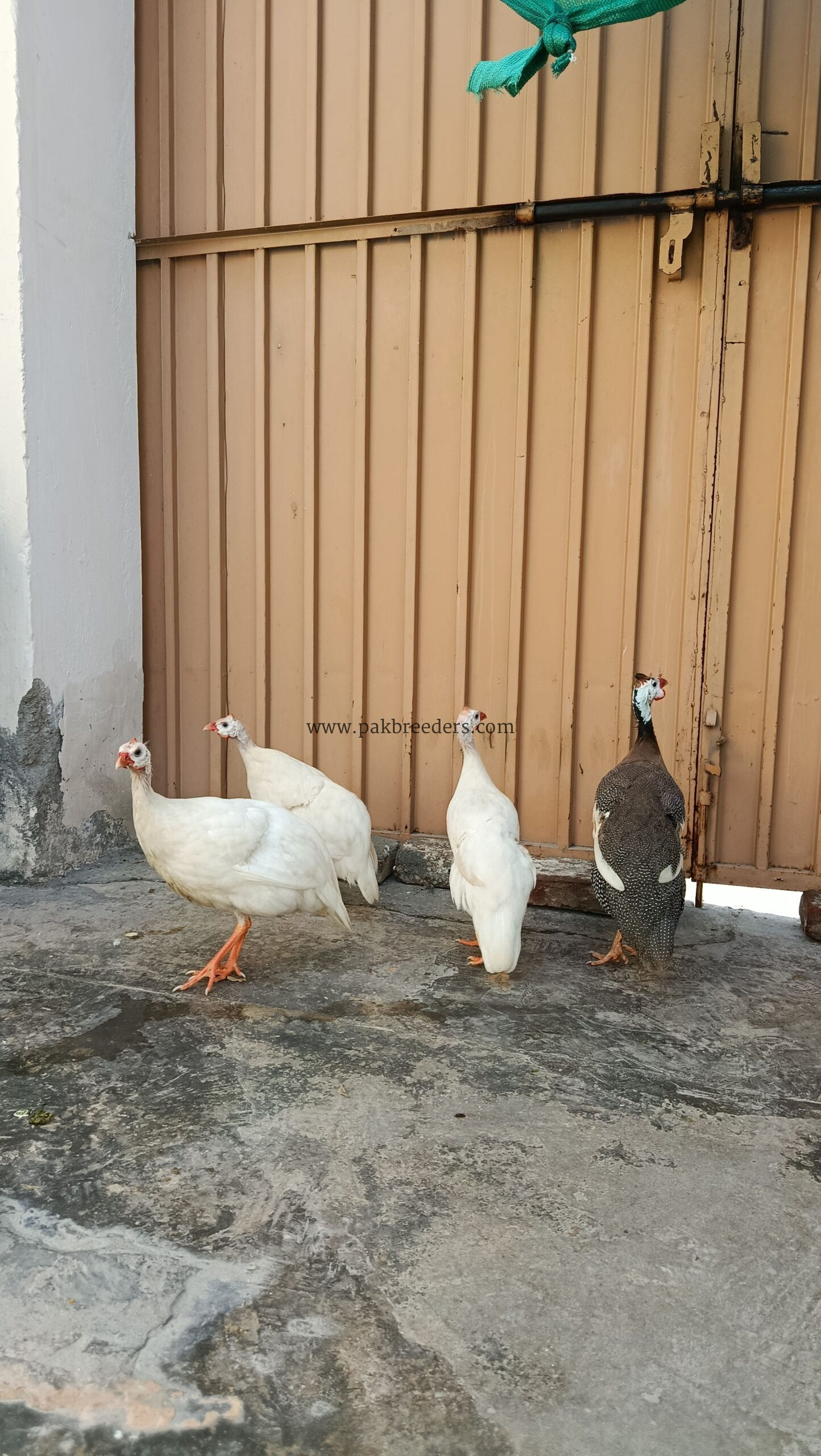 Guinea Fowl (Chakor, Teetri)