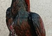 🔥 Pure Mianwali Male Aseel – 2 Years