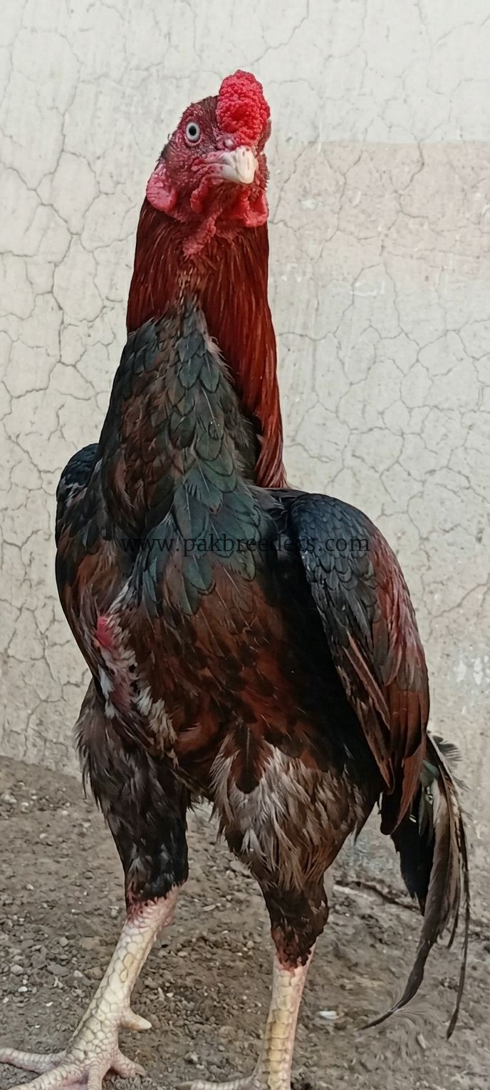 🔥 Pure Mianwali Male Aseel – 2 Years