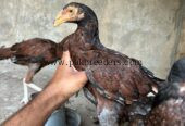 High Quality Aseel Madia 5 piece