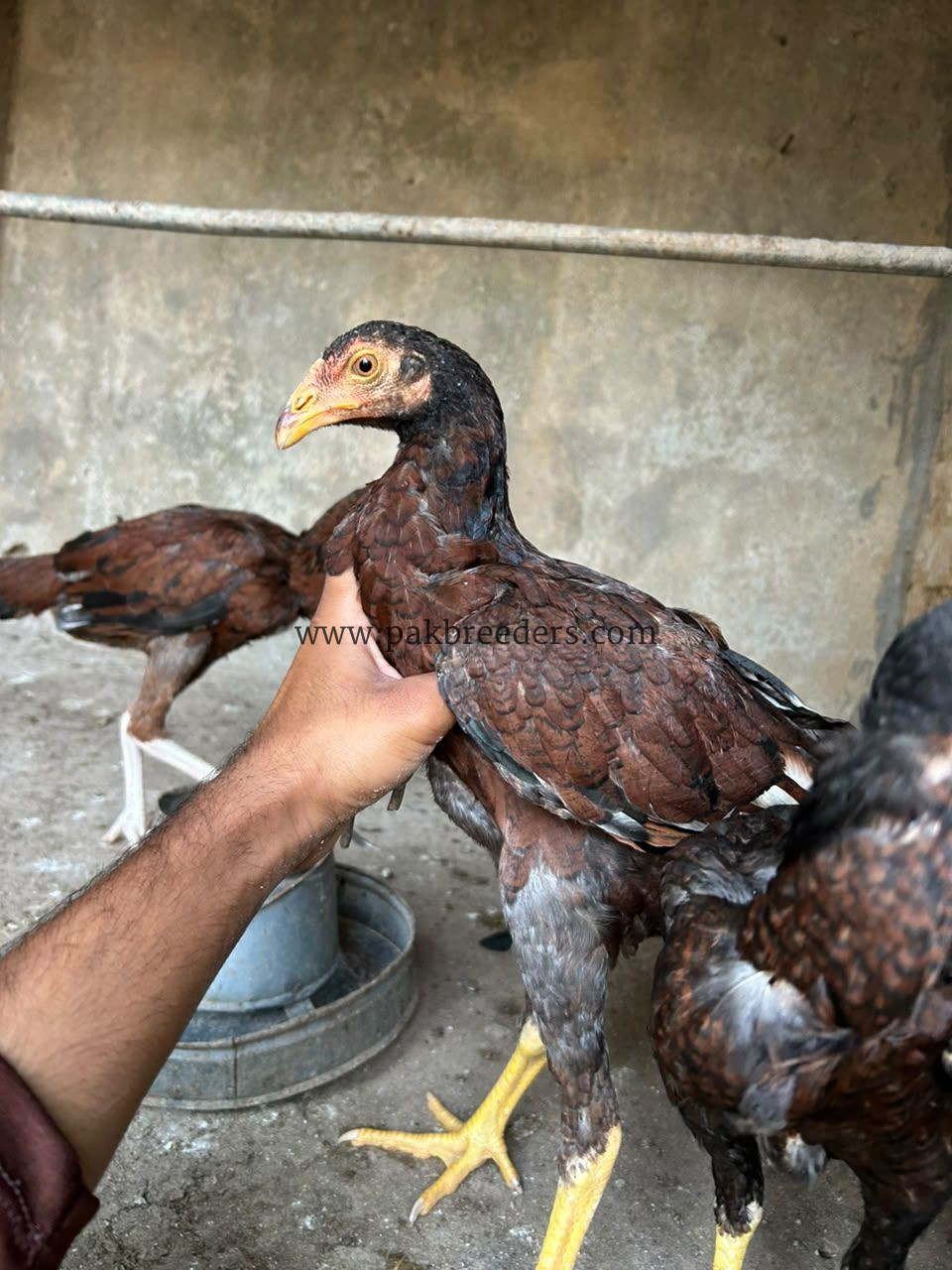 High Quality Aseel Madia 5 piece