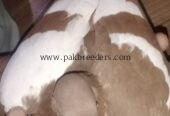 fancy pigeon gandedar