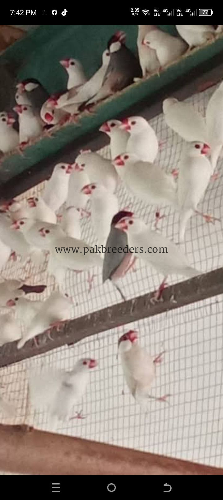 Java mix breder colony