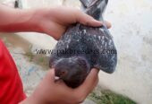 🕊️ Gola Kabootar — 10 Kabootar Available 🕊️