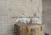 Cocktail breeder peir