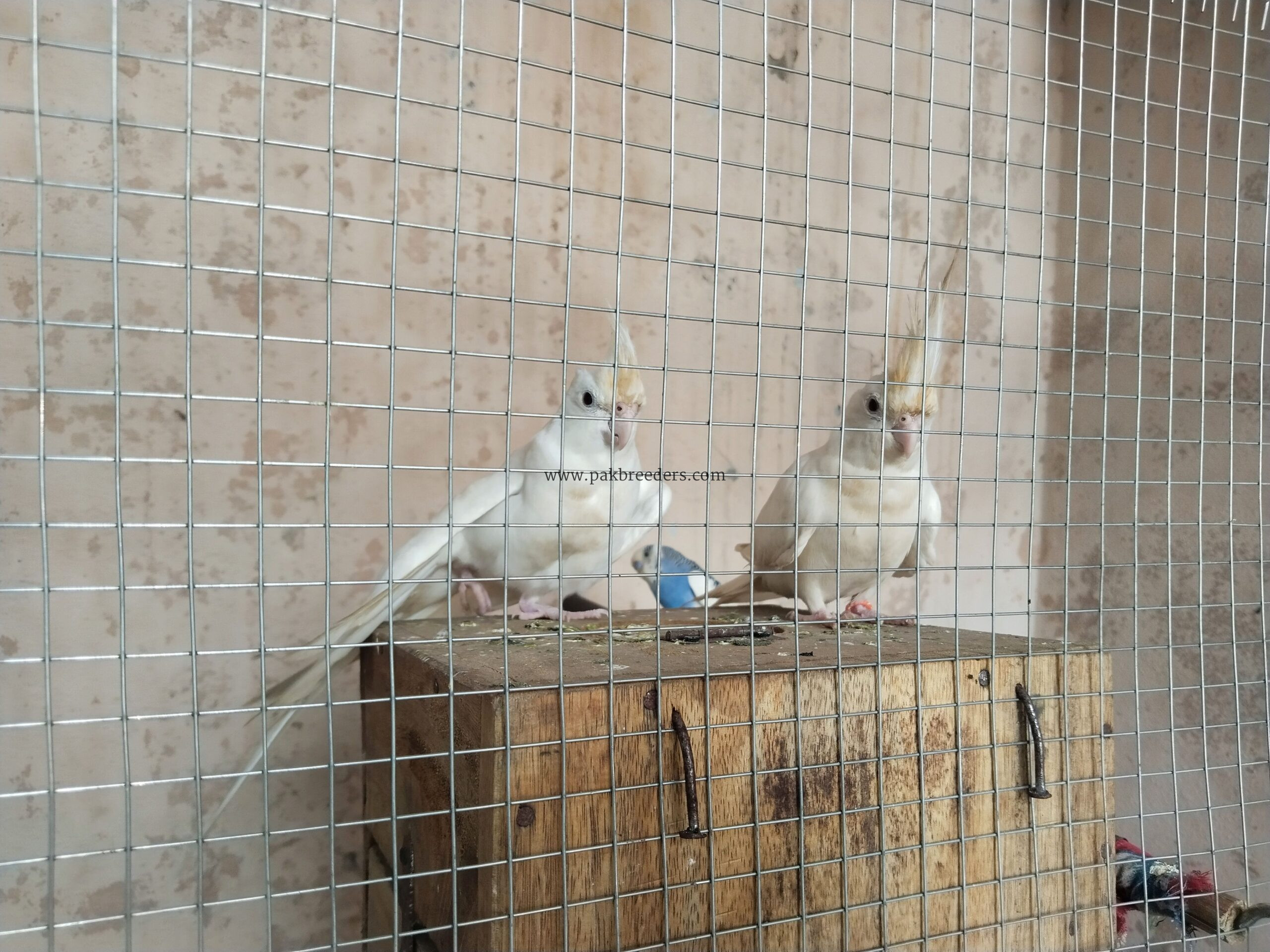 Cocktail breeder peir