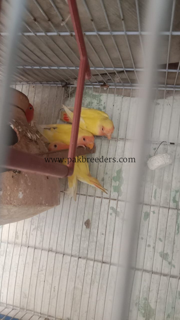 Love birds loutino..