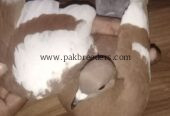 fancy pigeon gandedar