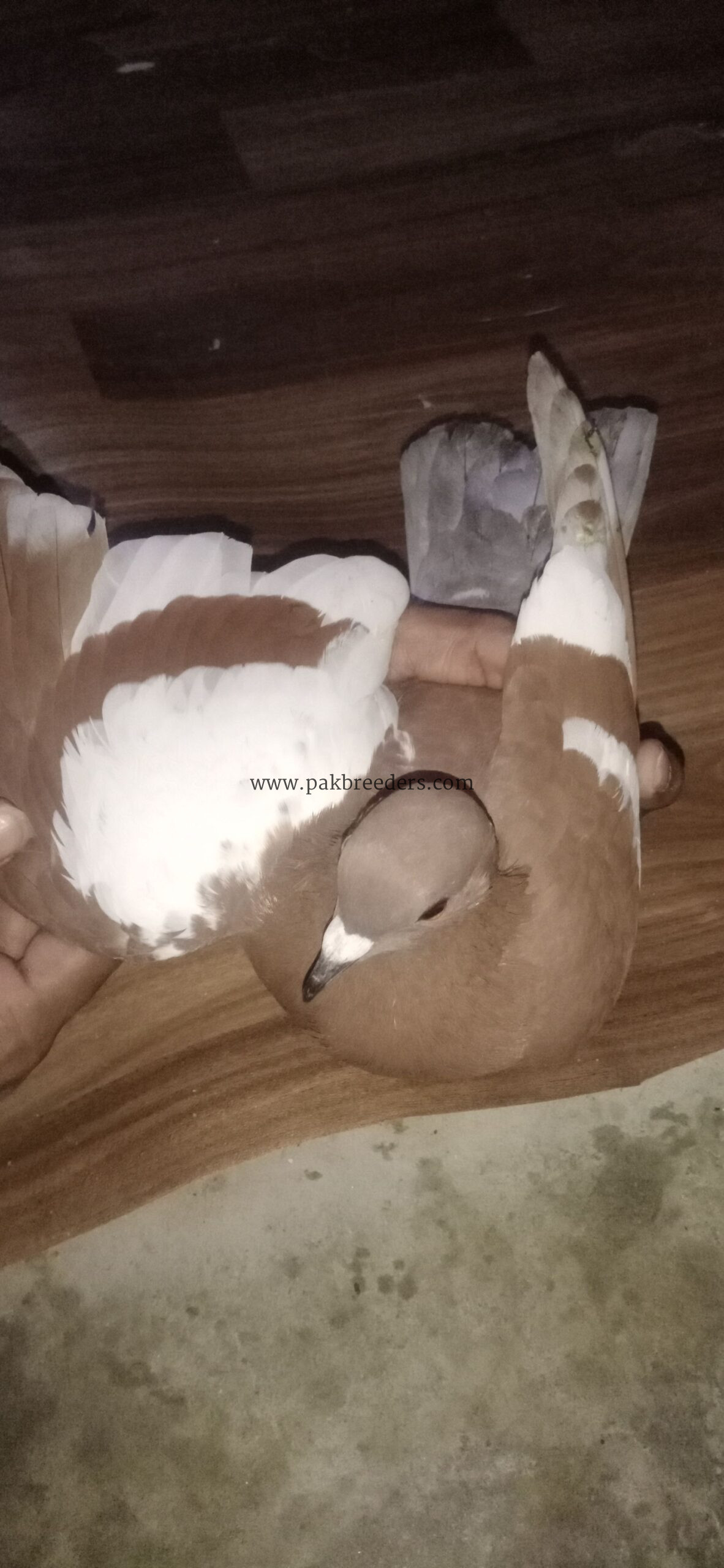 fancy pigeon gandedar