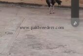 Aseel mianwali and heera for sale prize of all