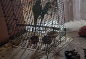 Green Ringneck Females
