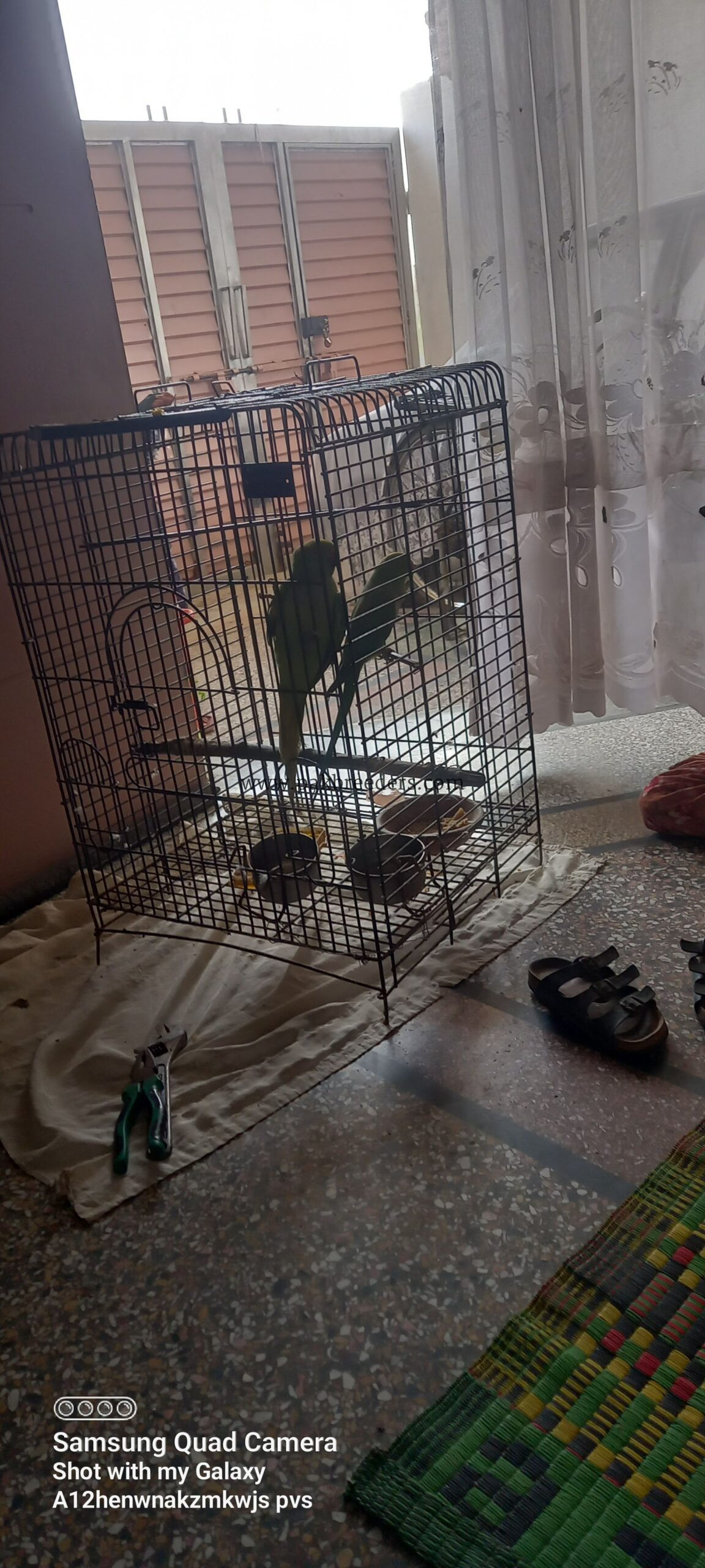 Green Ringneck Females