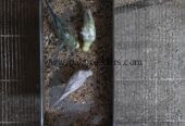 Fellow Hogo / Black Wing Split