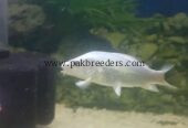 Pure White koi pair