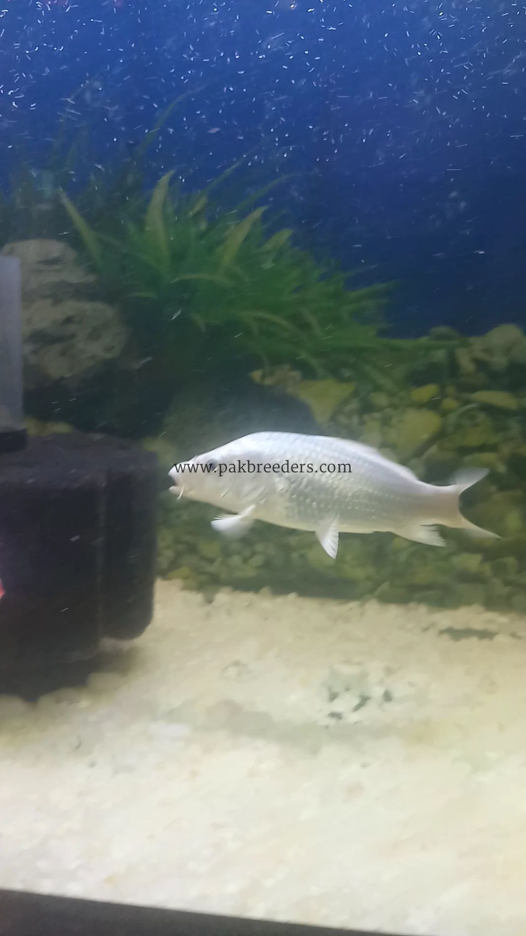 Pure White koi pair
