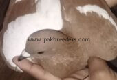 fancy pigeon gandedar