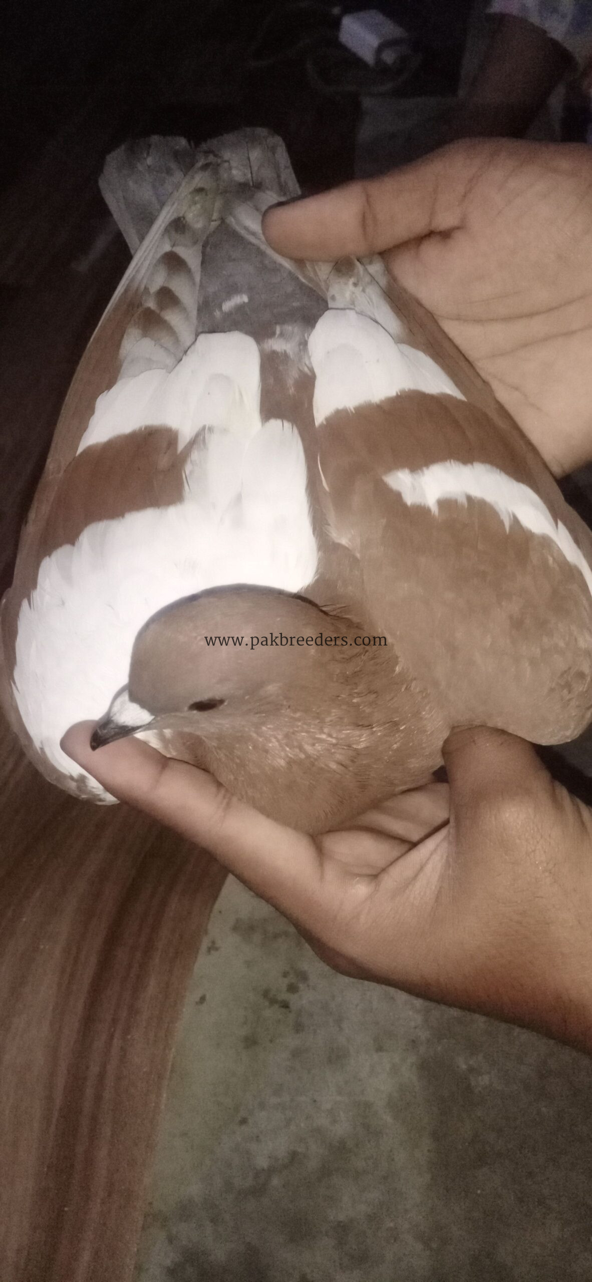 fancy pigeon gandedar