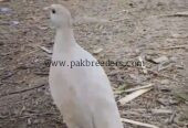 White Irani female full breeder