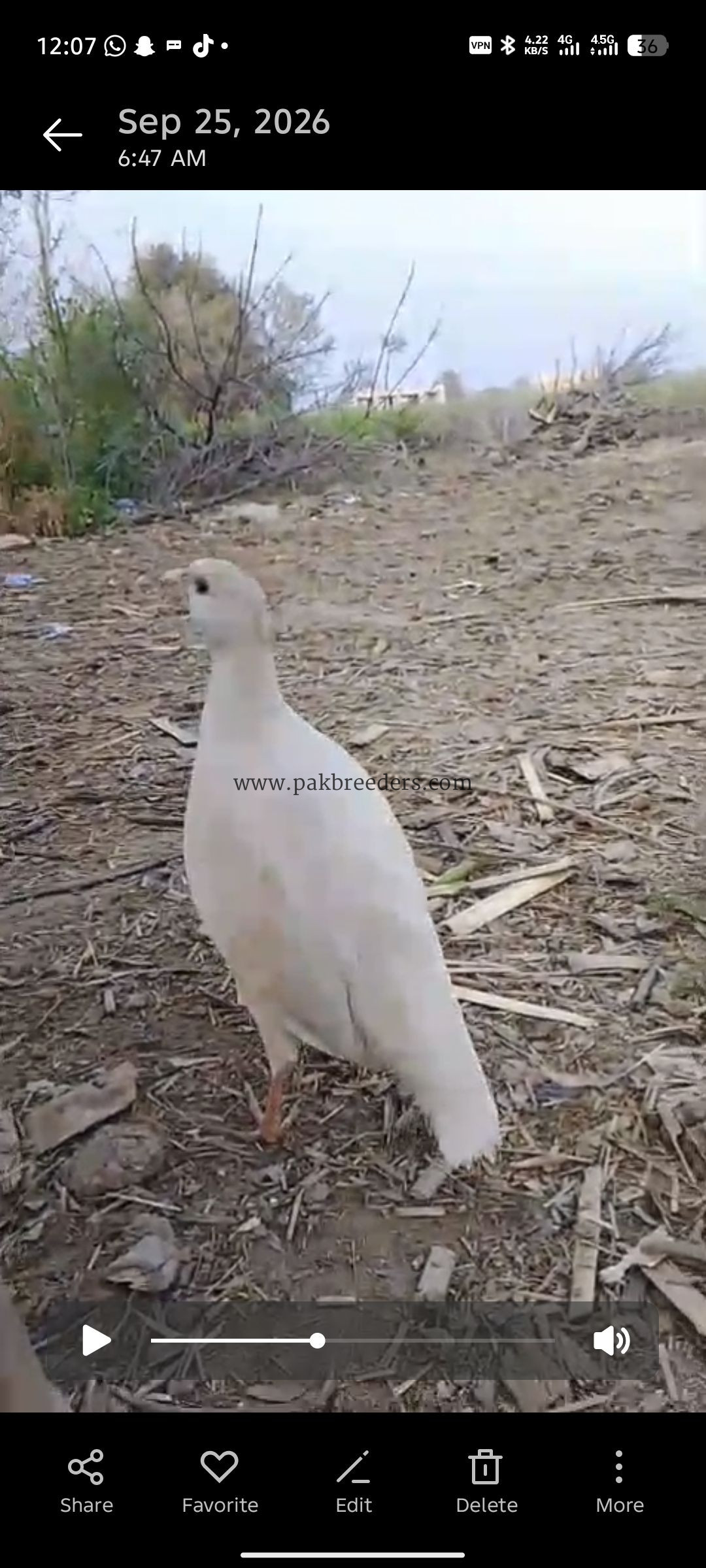 White Irani female full breeder