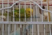 Australian parot adult