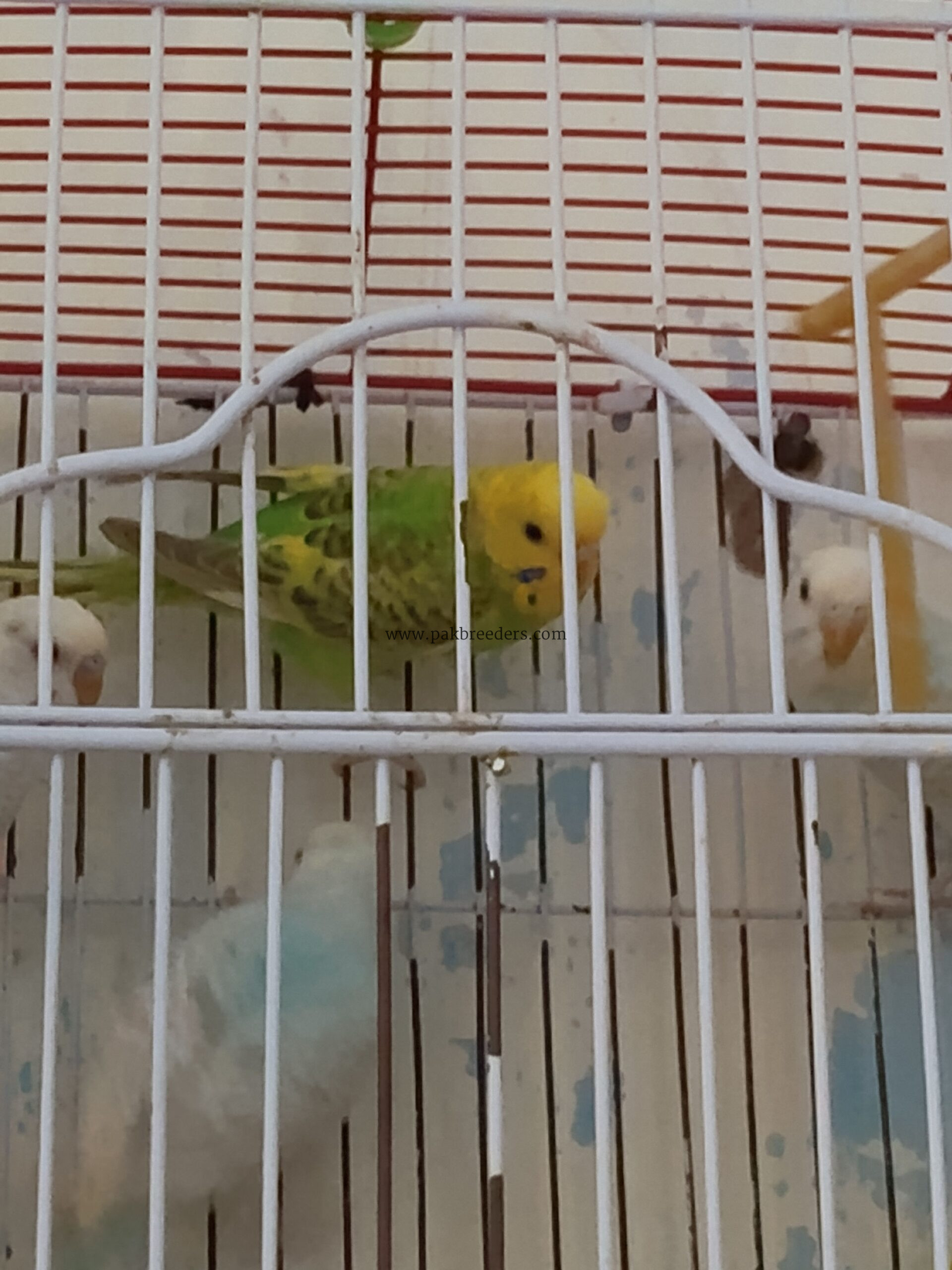 Australian parot adult