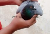 🕊️ Gola Kabootar — 10 Kabootar Available 🕊️