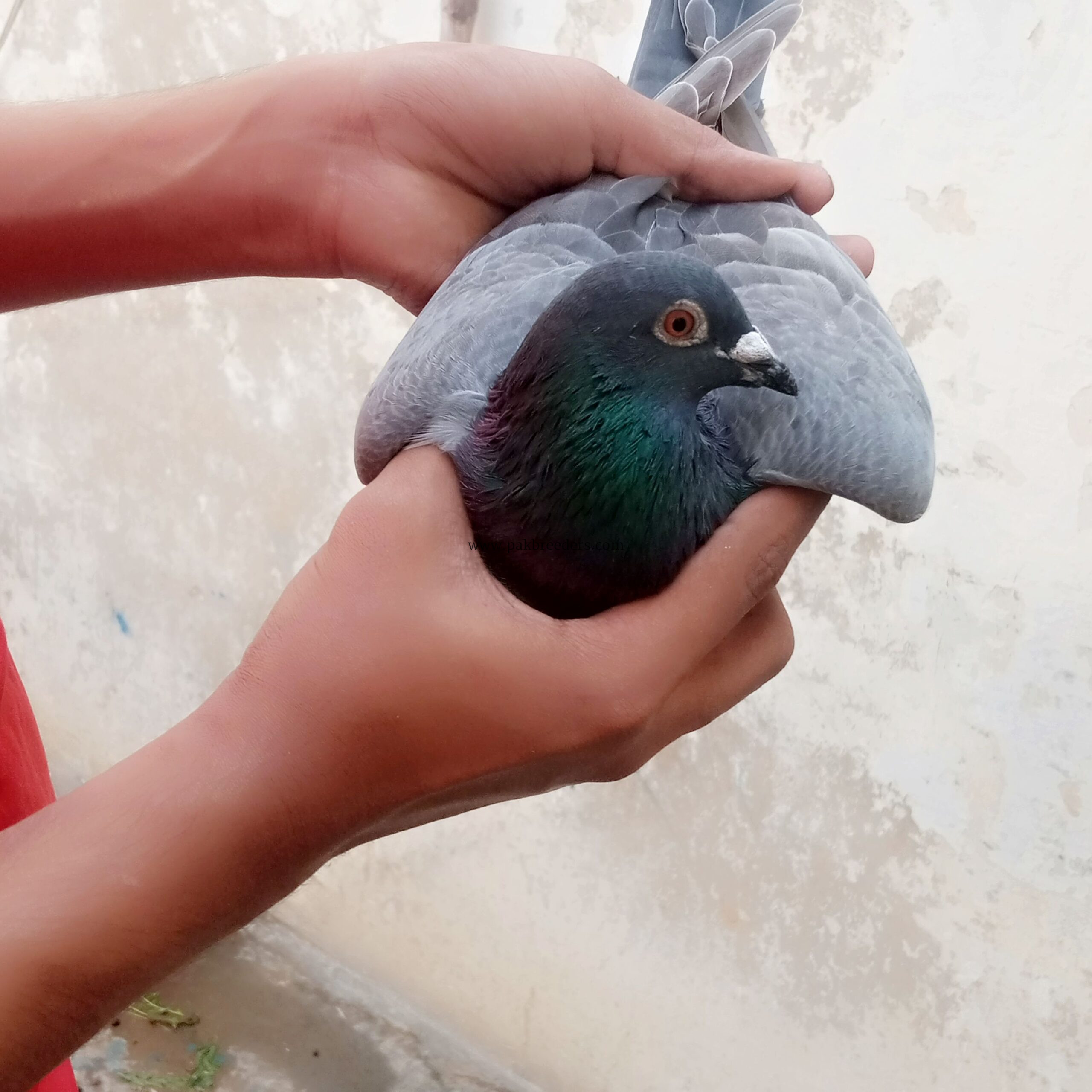 🕊️ Gola Kabootar — 10 Kabootar Available 🕊️