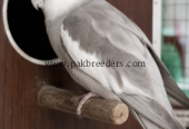 🐔 دو عسیل مرغیاں، ایک عسیل مرغا اور ایک گولڈن مشری دستیاب ہے۔ 🦜 اس کے علاوہ خوبصورت Ino & White Face Pair اور Green Pair بھی دستیاب ہیں۔ ✨ صحت مند، خوبصورت اور شوقین افراد کے لیے بہترین پرندے۔ 📩 سنجیدہ خریدار رابطہ کریں۔ 03136967126 🐔 دو عسیل مرغیاں، ایک عسیل مرغا اور ایک گولڈن مشری دستیاب ہے۔ 🦜 اس کے علاوہ خوبصورت Ino & White Face Pair اور Green Pair بھی دستیاب ہیں۔ ✨ صحت مند، خوبصورت اور شوقین افراد کے لیے بہترین پرندے۔ 📩 سنجیدہ خریدار رابطہ کریں۔ 03136967126