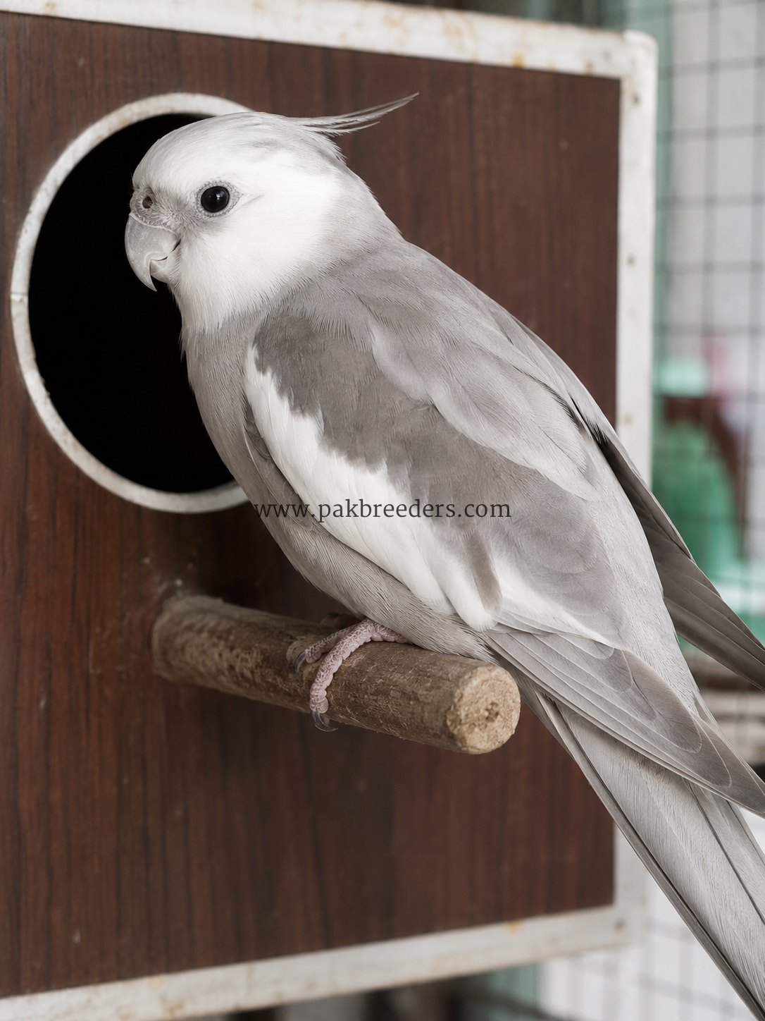 🐔 دو عسیل مرغیاں، ایک عسیل مرغا اور ایک گولڈن مشری دستیاب ہے۔ 🦜 اس کے علاوہ خوبصورت Ino & White Face Pair اور Green Pair بھی دستیاب ہیں۔ ✨ صحت مند، خوبصورت اور شوقین افراد کے لیے بہترین پرندے۔ 📩 سنجیدہ خریدار رابطہ کریں۔ 03136967126 🐔 دو عسیل مرغیاں، ایک عسیل مرغا اور ایک گولڈن مشری دستیاب ہے۔ 🦜 اس کے علاوہ خوبصورت Ino & White Face Pair اور Green Pair بھی دستیاب ہیں۔ ✨ صحت مند، خوبصورت اور شوقین افراد کے لیے بہترین پرندے۔ 📩 سنجیدہ خریدار رابطہ کریں۔ 03136967126