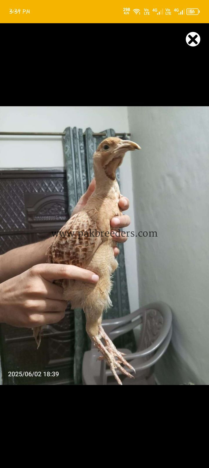 For sale chease bhout acha ha bhout nayab ha Jo Bhai la ga inshallah yad Rakha ga