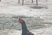 Aseel pair for sale on gujrat