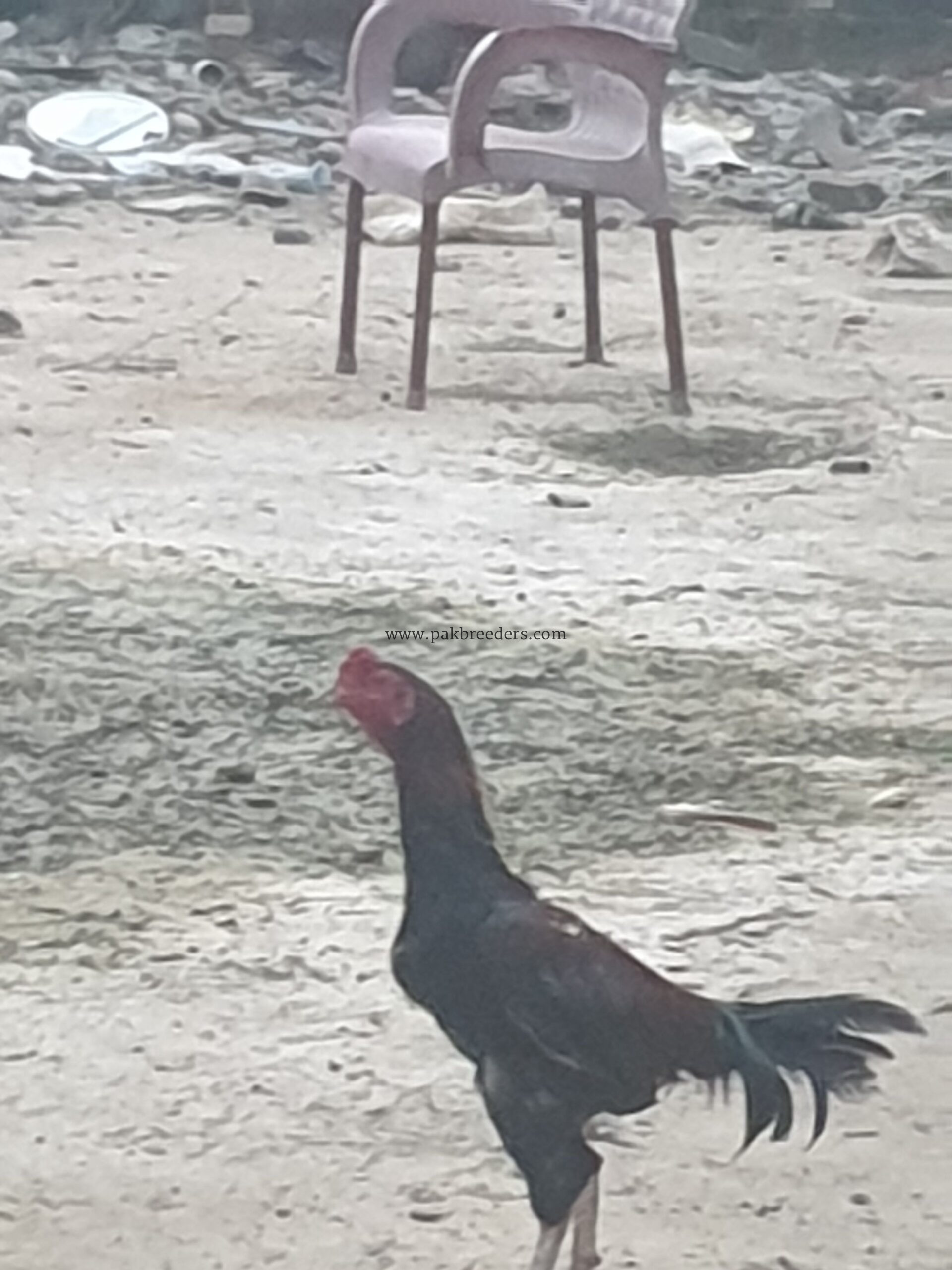 Aseel pair for sale on gujrat