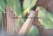 RingNeck Parrots For Sale
