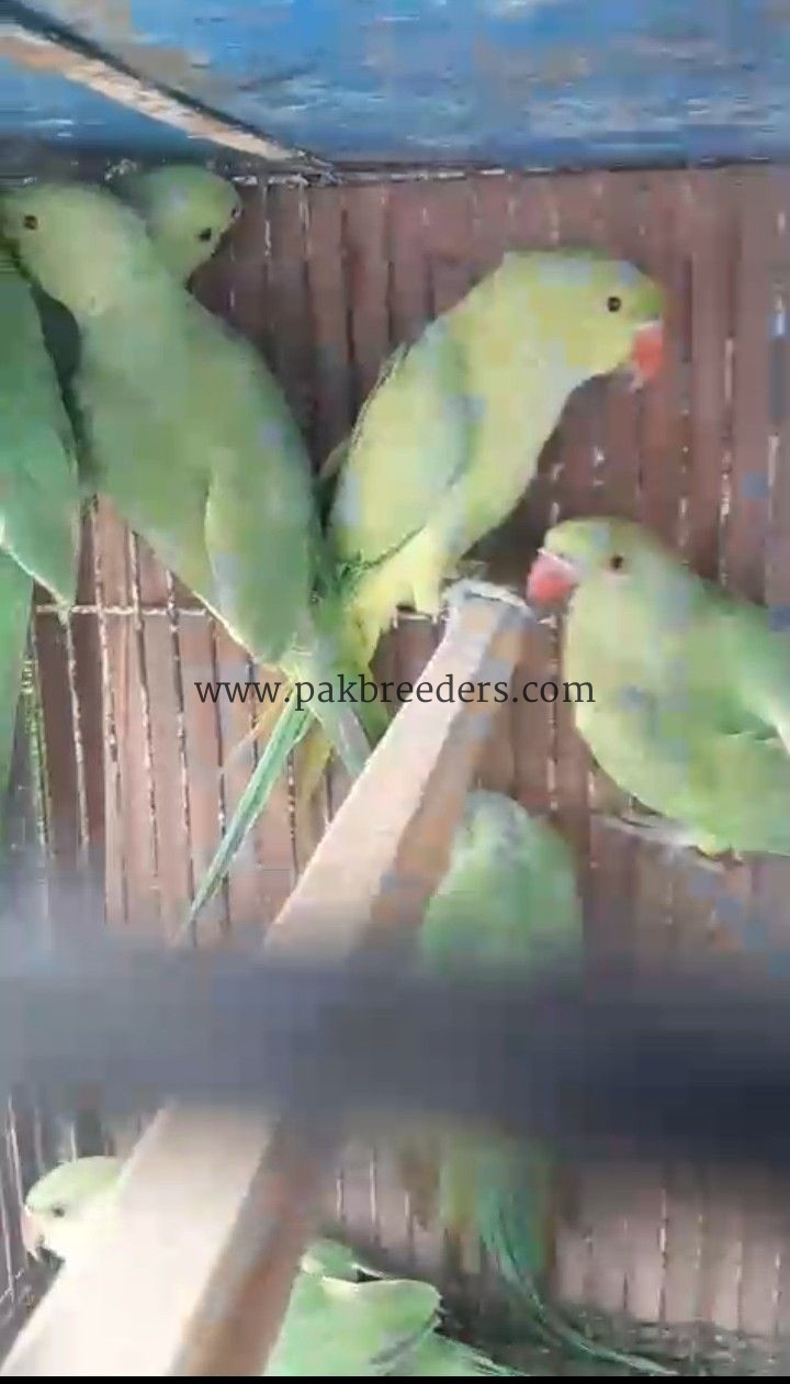 RingNeck Parrots For Sale