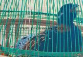 Kala titar ماشاءاللہ، سارا دن خوبصورت آواز میں بولنے والا، مالک کی خاص پہچان اور تیتر کی مستی دیکھنے لائق۔ گھر میں بے دھڑک رہتا ہے، بس باہر سے آنے جانے والے بندے سے تھوڑا ڈرتا ہے۔ باقی ماشاءاللہ بہت اچھا، زبردست پڑھنے والا اور شوقین حضرات کے لیے بہترین تیتر۔ ❤️🔥