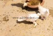 Farillback kabutar top quality full white yellow eyes s