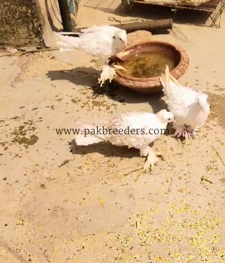 Farillback kabutar top quality full white yellow eyes s