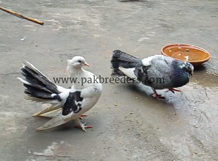 Breeder Pair 03227423050