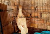 White Teetar Breeder male