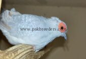Budgies Male and Diamond Dove
