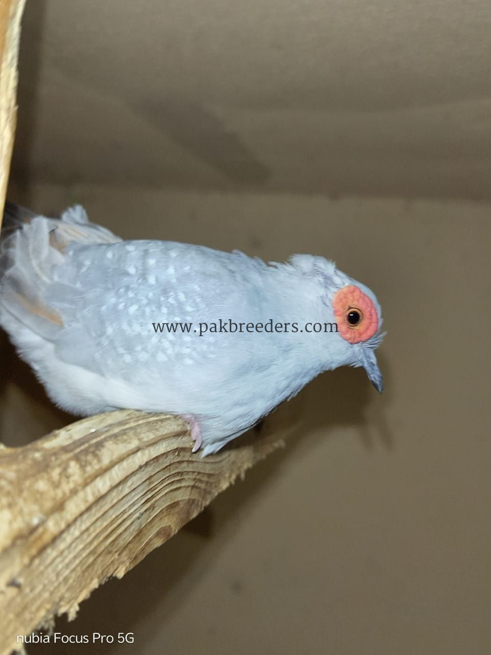 Budgies Male and Diamond Dove